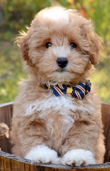 blue ridge goldendoodle